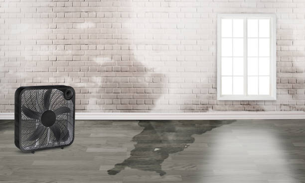 Best Mold removal after water damage  in Dash Point, WA